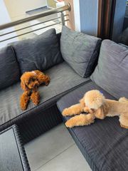 POODLE TOY RED ME PEDIGREE..-thumb-1