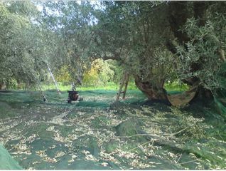 ΕΞΑΙΡΕΤΙΚΌ ΠΑΡΘΈΝΟ ΕΛΑΙΌΛΑΔΟ ΚΑΛΑΜΆΤΑΣ