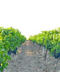 Πωλούνται οινοποιήσιμα σταφύλια Merlot και Μοσχάτο Αμβούργου.