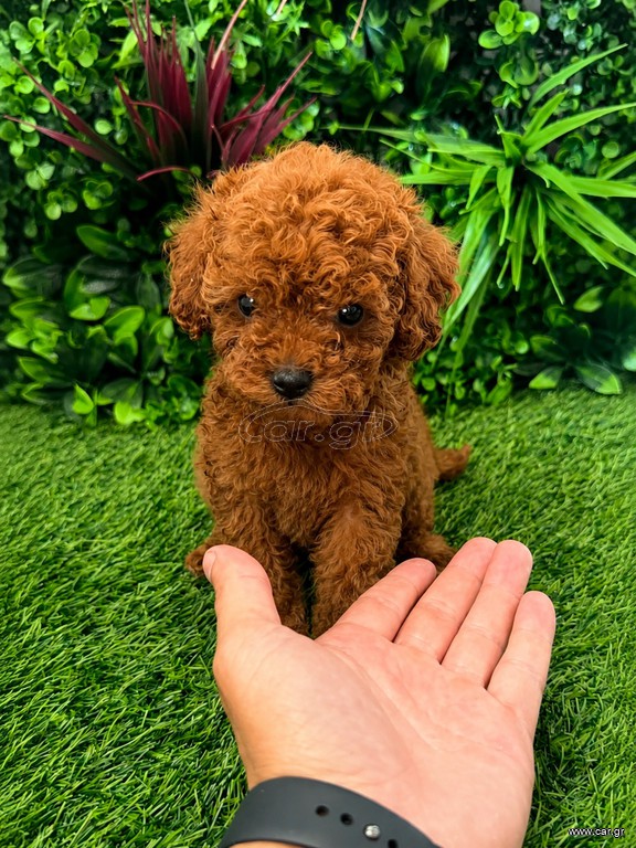 Poodle toy pedigree