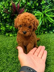Poodle toy pedigree