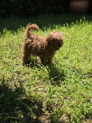poodle mini