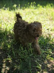 poodle mini-thumb-1