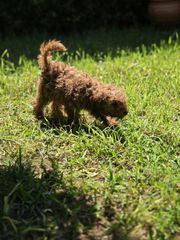 poodle mini-thumb-2