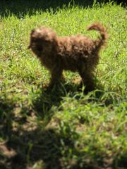poodle mini-thumb-3