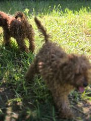 poodle mini-thumb-4