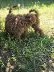 poodle mini-thumb-5