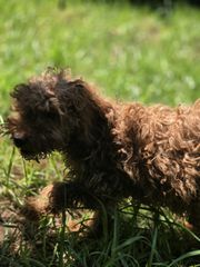 poodle mini-thumb-6