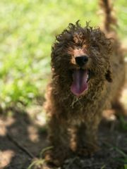poodle mini-thumb-7