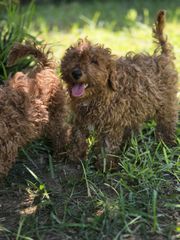 poodle mini-thumb-8