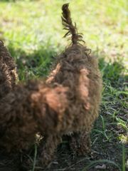 poodle mini-thumb-9