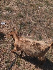 4 κατσίκια-thumb-3