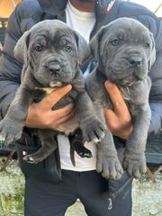 CANE CORSO TOP