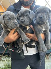 CANE CORSO TOP-thumb-2