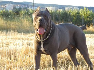 CANE CORSO TOP-thumb-3