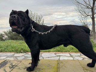 CANE CORSO TOP-thumb-4