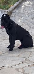 CANE CORSO TOP-thumb-5