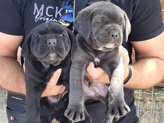 CANE CORSO TOP-thumb-1