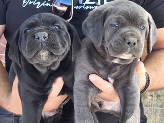 CANE CORSO TOP-thumb-6