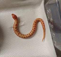 Hognose normal και albino