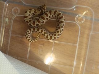 Hognose φιδι