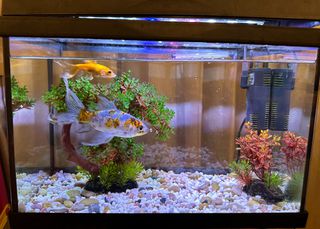 Ενυδρείο ψαριών Aquatlantis Χωρητικότητας 31lt με φωτισμό & φίλτρο