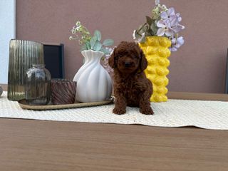 POODLE TEA CUP RED +PEDIGREE