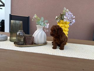 POODLE TEA CUP RED +PEDIGREE-thumb-1