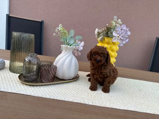 POODLE TEA CUP RED +PEDIGREE-thumb-2