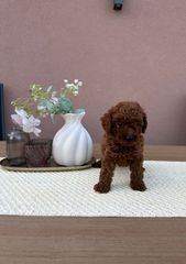 POODLE TEA CUP RED +PEDIGREE-thumb-3