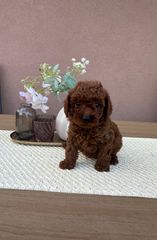 POODLE TEA CUP RED +PEDIGREE-thumb-4