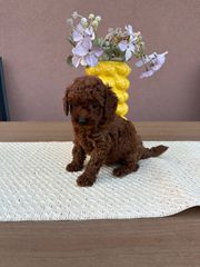POODLE TEA CUP RED +PEDIGREE-thumb-5