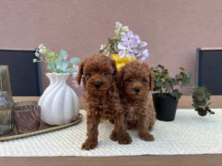 POODLE TEA CUP RED +PEDIGREE