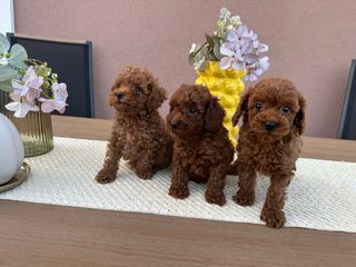 POODLE TEA CUP RED +PEDIGREE-thumb-1