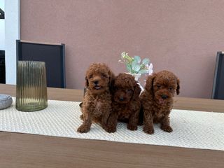 POODLE TEA CUP RED +PEDIGREE-thumb-2