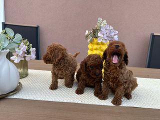 POODLE TEA CUP RED +PEDIGREE-thumb-3