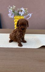 POODLE TEA CUP RED +PEDIGREE-thumb-4