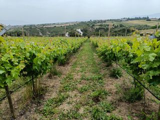 Συνεργάτης για Σύγχρονη Μονάδα Επιτραπέζιου Αμπελιού