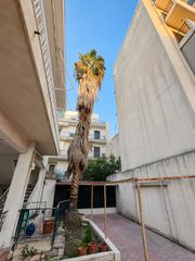 Πωλείται μεγάλος φοίνικας περίπου 15 μ. – Ίλιον