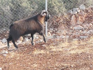 Πωλούνται-thumb-2