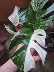 Monstera Deliciosa Albo Variegata-Half Moon