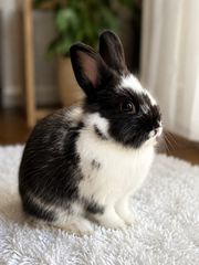 Κουνελάκι Mini Lionhead χαρίζεται για υπεύθυνη υιοθεσία