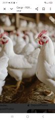 ΠΟΥΛΑΔΕΣ KOTEΣ ΑΥΓΟΠΑΡΑΓΩΓΗΣ ΔΙΑΦΟΡΕΣ ΡΑΤΣΕΣ