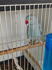 ΠΩΛΕΙΤΑΙ ΓΑΛΑΖΙΟΣ ΠΑΠΑΓΑΛΟΣ RINGNECK