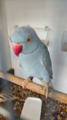 ΠΩΛΕΙΤΑΙ ΓΑΛΑΖΙΟΣ ΠΑΠΑΓΑΛΟΣ RINGNECK
