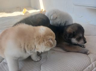 Akita puppies for sale Πουλιούνται ακίτα