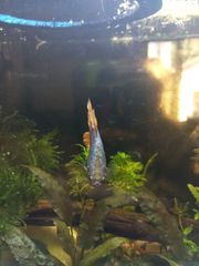 Ενυδρείο WALSTAD 20lt-thumb-3