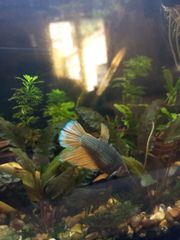 Ενυδρείο WALSTAD 20lt-thumb-4