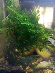 Ενυδρείο WALSTAD 20lt-thumb-6