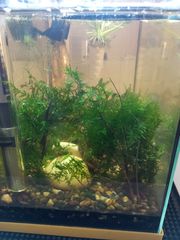 Ενυδρείο WALSTAD 20lt-thumb-7